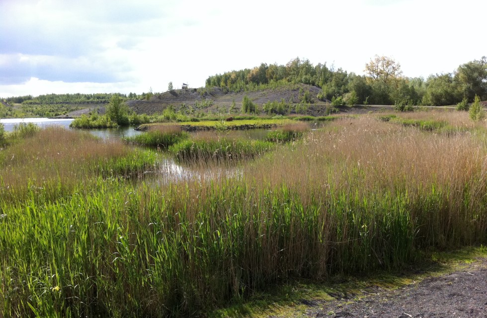 etang-projet